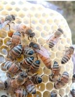 Bienenvolk Ableger/Jungvolk - BUCKFAST sanftmütig Brandenburg - Hohen Neuendorf Vorschau