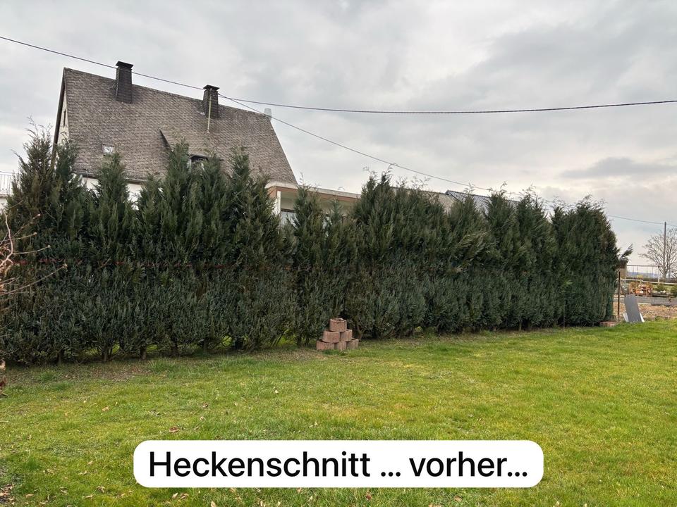 Baumfällarbeiten Heckenschnitt Baumpflege Mulcharbeiten in Orsfeld