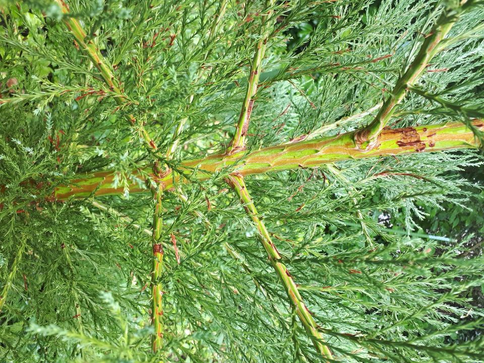 Sequoiadendron Giganteum/Mammutbaum in Ubstadt-Weiher