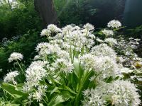 20 Bärlauch Samen oder mehr wild garlic 2023 Schwerin - Schelfstadt Vorschau