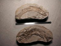 Fossil vom Knochenfisch  (Tharrhias araripis) Kiel - Steenbek-Projensdorf Vorschau