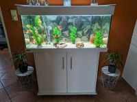 Aquarium 180 Liter inkl Unterschrank und Fische Nordrhein-Westfalen - Salzkotten Vorschau