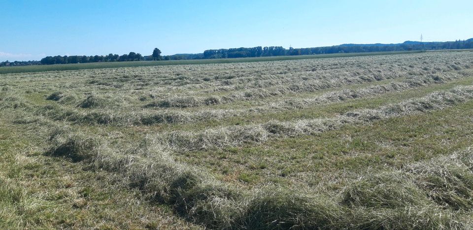 Verkaufe kleine Heuballen ab Feld 2024 in Illertissen