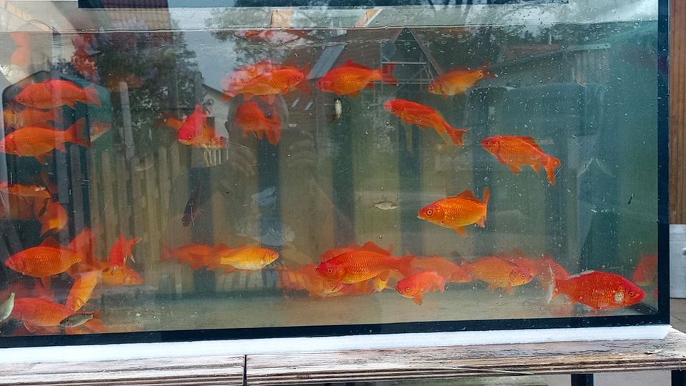 Goldfische in Roth