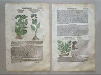 Botanik, Holzschnitt, Pflanzen, Kräuterbuch, 1598, antiquarisch Baden-Württemberg - Karlsruhe Vorschau