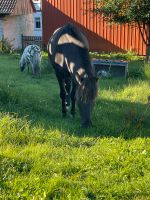 Island Pony und Mini Shetty zu verkaufen Thüringen - Schimberg Vorschau