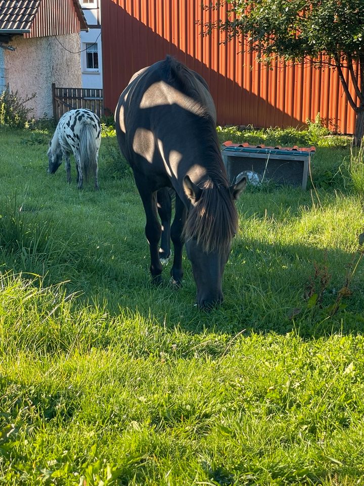 Island Pony und Mini Shetty zu verkaufen in Schimberg