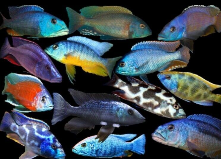 Malawi Räuber, Venustus Fusco Christyi Compressiceps Buccochromis in Dorsten