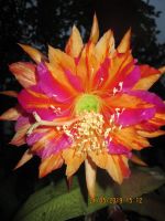 Epiphyllum -Blattkaktus Sachsen - Reichenbach (Vogtland) Vorschau