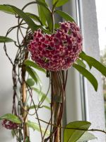 Hoya Pubicalyx silver pink Ableger Hamburg-Mitte - Hamburg Horn Vorschau