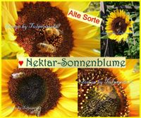 ♥ ALTE Sonnenblume Atlanta Samen Pollen,Nektar Bienen Tulpenstolz Eimsbüttel - Hamburg Schnelsen Vorschau