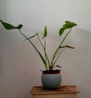 Monstera deliciosa Wuppertal - Vohwinkel Vorschau