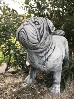 Mops Möpse 20kg 45cm Kaiserhund Pug Carlin Carlino Hund Doguillo Brandenburg - Schönefeld Vorschau