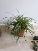 Tillansia Zimmerpflanze Wandsbek - Hamburg Bramfeld Vorschau