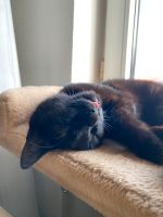 Schwarze Katze Suri vermisst Hessen - Wildeck Vorschau