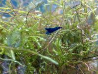 10 St. Garnelen 25 Euro Neocaridina Blue Dream Nordrhein-Westfalen - Soest Vorschau