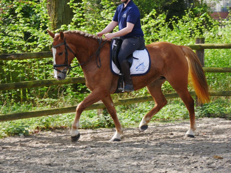 Freizeitpferd , Springpony, Geländepferd in Dorsten