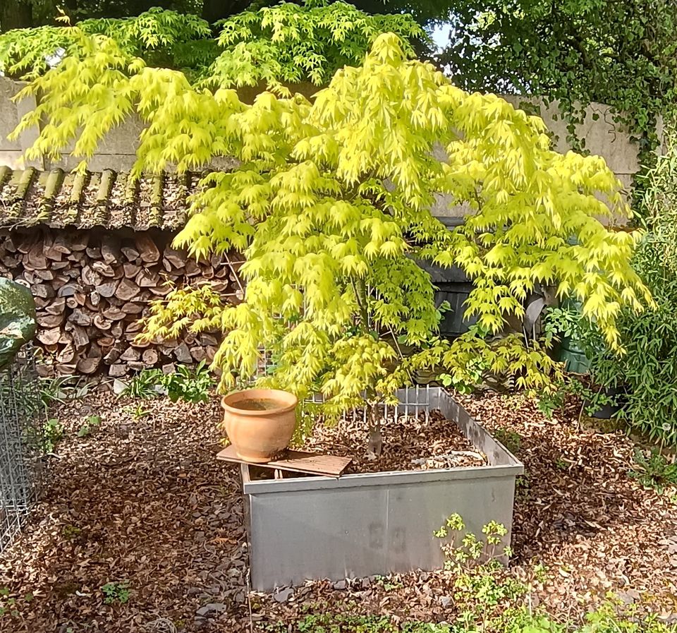 grünblättriger japanischer Fächerahorn in einem Edelstahlkübel in Velbert