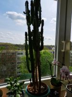 XXL Cowboy Cactus Pflanze Euphorbia trigona variegata Nordrhein-Westfalen - Gelsenkirchen Vorschau