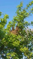 Bienenschwarm, Imker,Bienen Dithmarschen - Heide Vorschau
