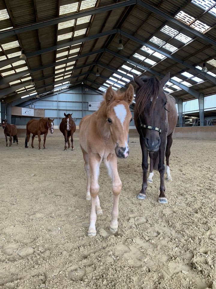 Reitpony Hengst - geb 03/24 - Dunkelfuchs in Zülpich