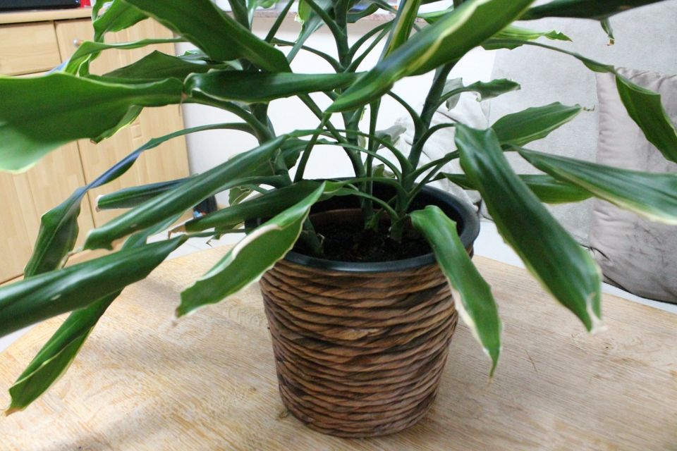 Wohnzimmer - Blume  15o cm Dracaena in Prüm