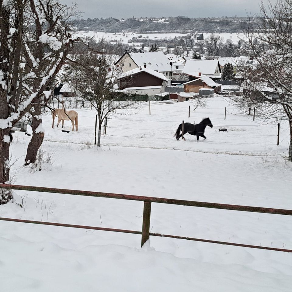 Pferdebox frei in Mandelbachtal