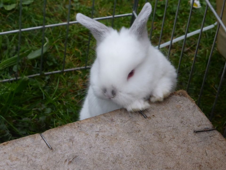 Junge zutrauliche Kaninchen in Steinheim an der Murr