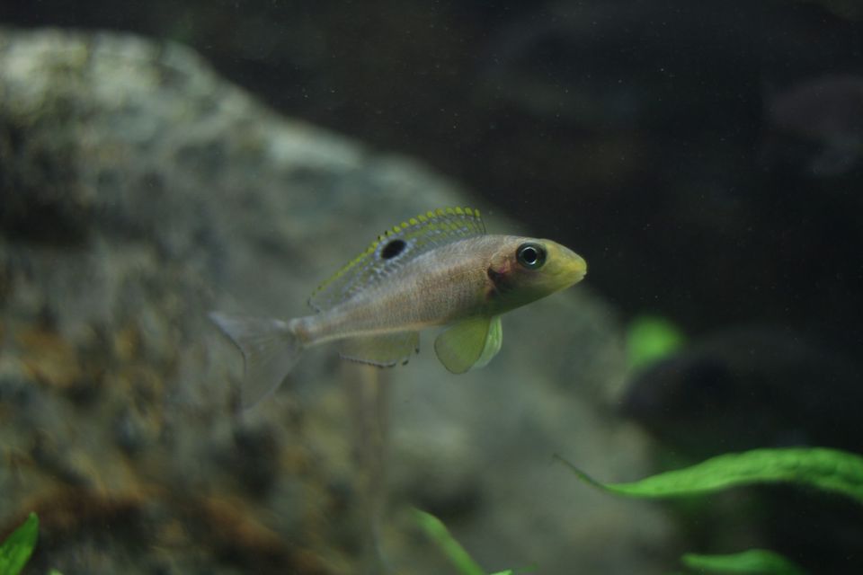 Xenotilapia Papilio Sunflower Kekese - Tanganjika in Osnabrück