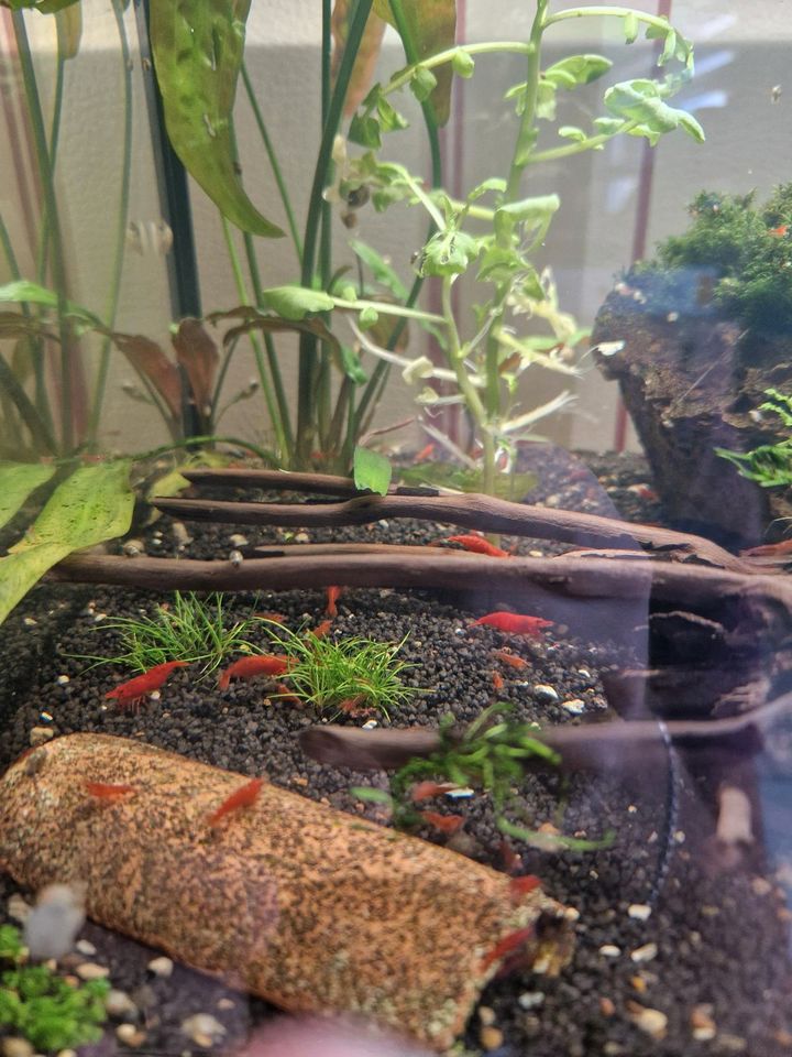 Neocaridina Garnelen, rote Garnelen, Aquarium in Boxberg