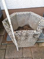 Pflanzkübel Blumenkübel Blumenkasten Waschbeton Nordrhein-Westfalen - Lohmar Vorschau