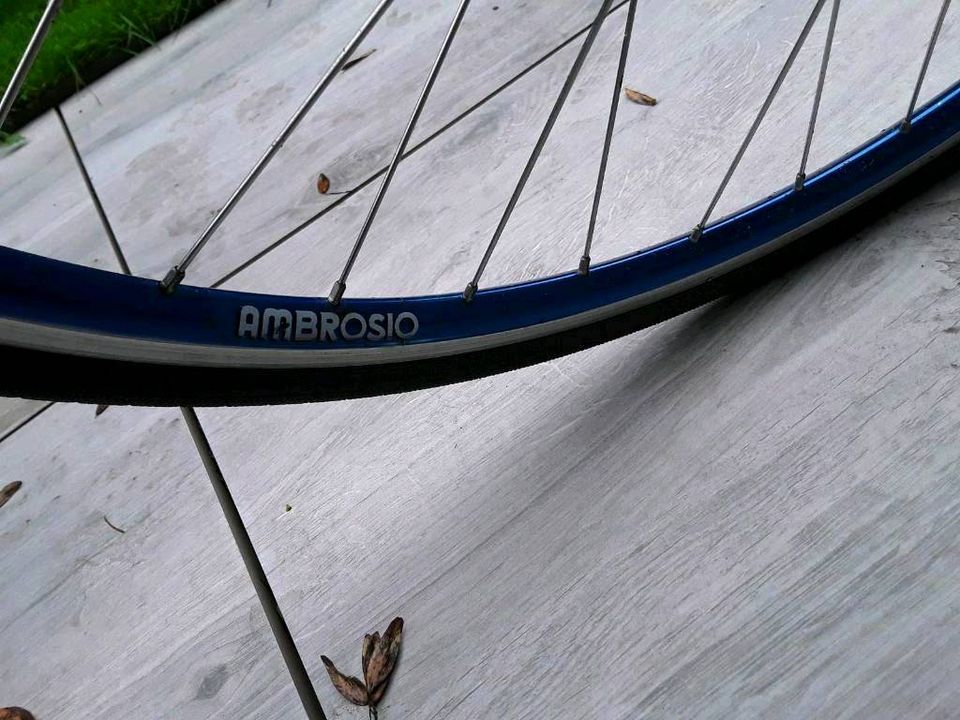 Edelrennrad Klassiker Colnago Campagnolo Rabobank Oval Eroica 56 in Bochum