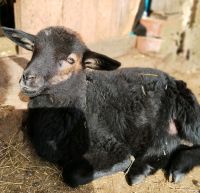 Krainer Steinschaf Aulamm, Herdbuch Rheinland-Pfalz - Hoppstädten-Weiersbach Vorschau