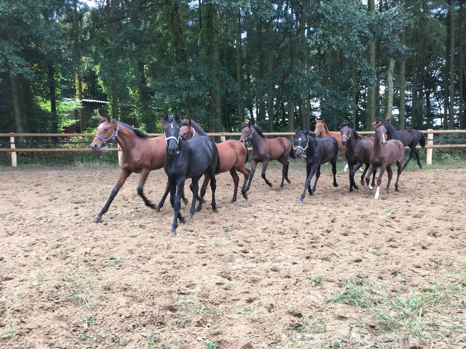 Hof Kuls Pensionspferde,Reitpferde,Zuchtstuten,Jungtiere in Borstel b Sulingen