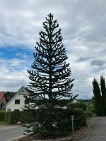 Affenbaum, Andentanne, chil. Araukarie ca. 8m hoch Nordrhein-Westfalen - Kalletal Vorschau