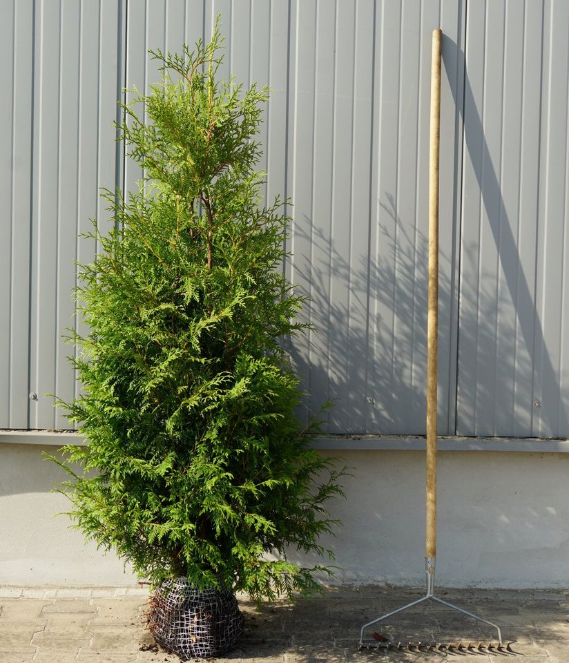 Lebensbaum Thuja Brabant in Wardenburg