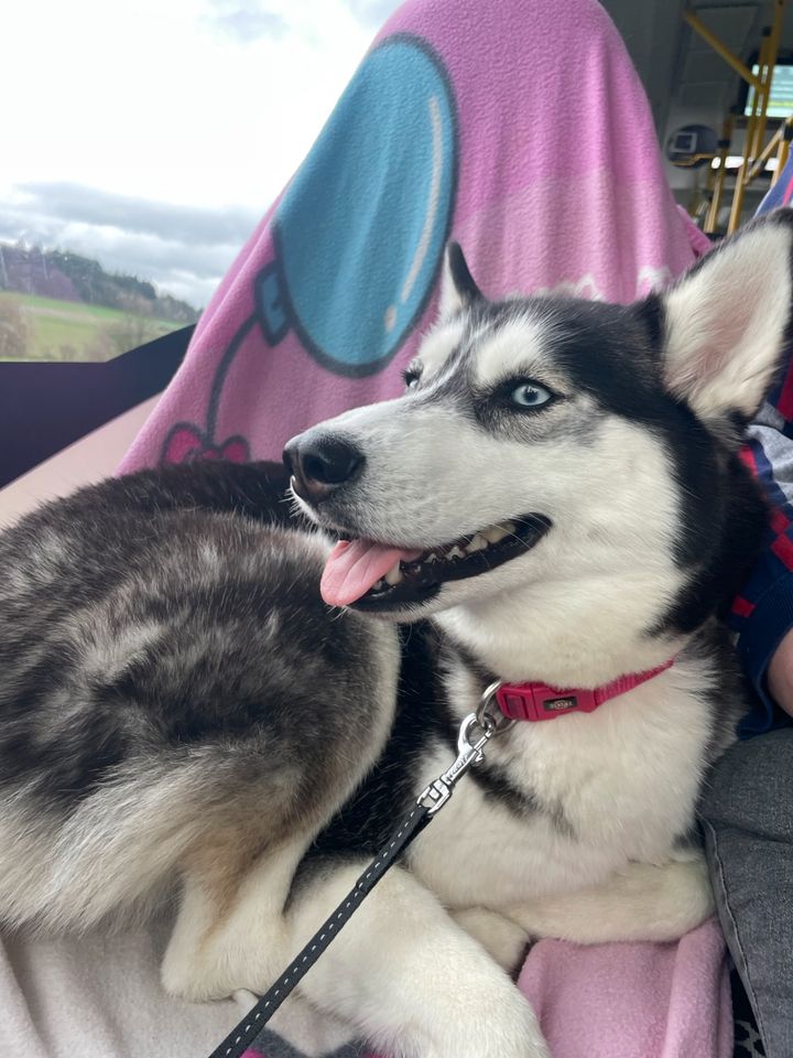 Siberian Husky in Bad Endbach