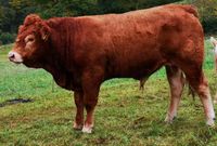 Limousin Bulle Hessen - Waldsolms Vorschau