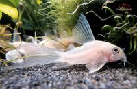 Corydoras Panda snow white long fin *Rarität* Neuheit* Panzerwels Baden-Württemberg - Dietenheim Vorschau