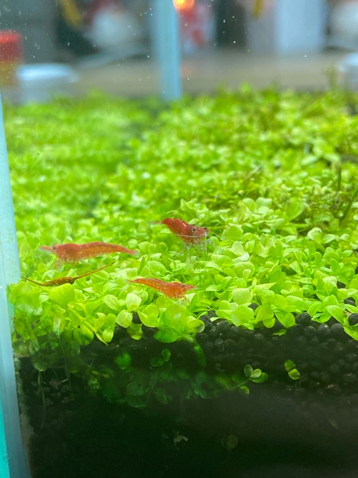 Neocaridina Zwerggarnelen „Red Fire“ in Longkamp