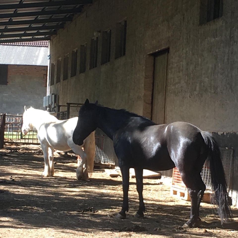 Offenstall hat noch Platz, Offenstallplatz, Pferd ,Pony ,Stall in Arnstein