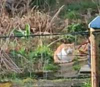 Kater zugelaufen in Wandersleben Thüringen - Drei Gleichen Vorschau