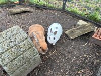 Kaninchen Pärchen in gute Hände abzugeben Nordrhein-Westfalen - Oelde Vorschau