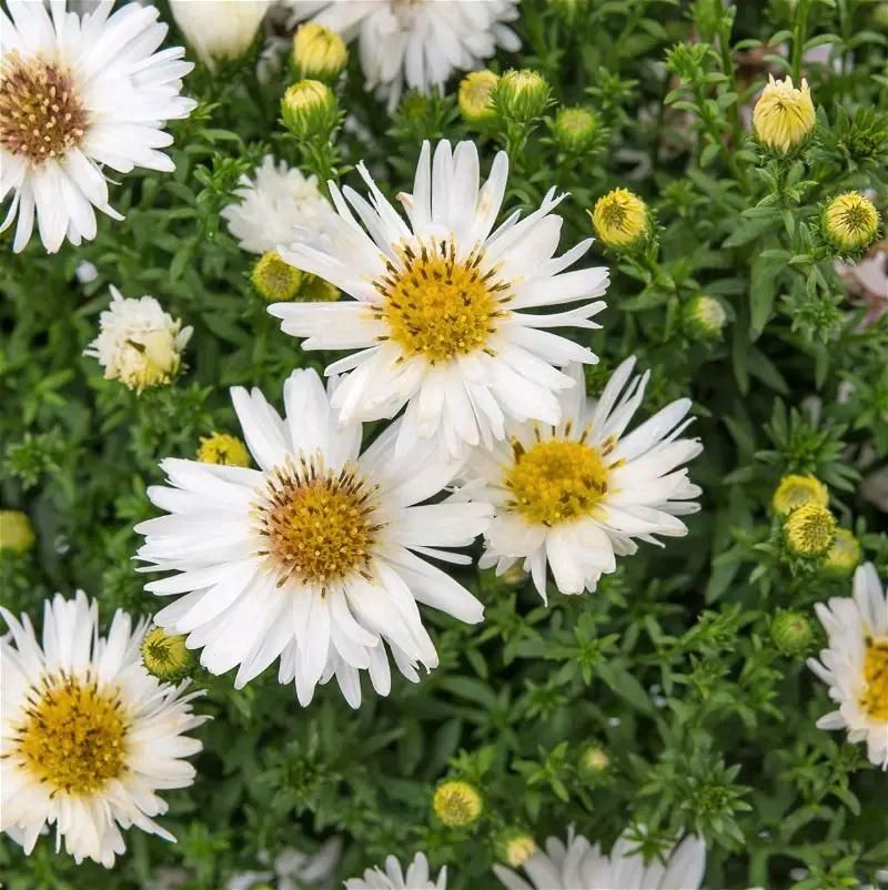 Weiße Kissen-Aster Aster dumosus Girasol in Heilbronn