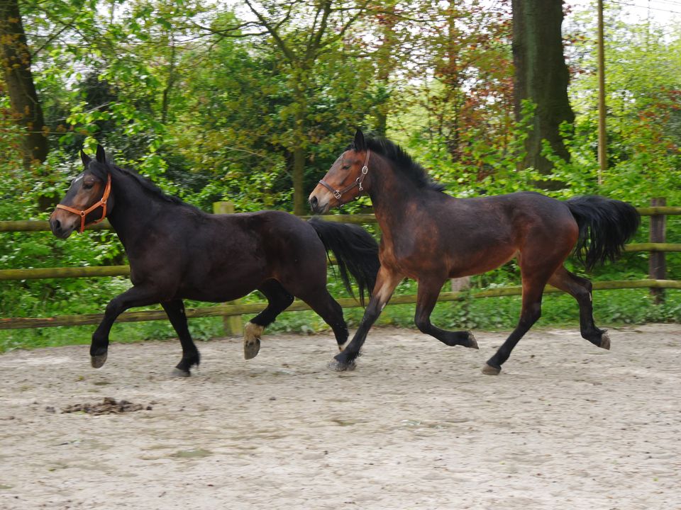 Cob Normand, Kaltblut Stute, Fahrpferd in Dorsten