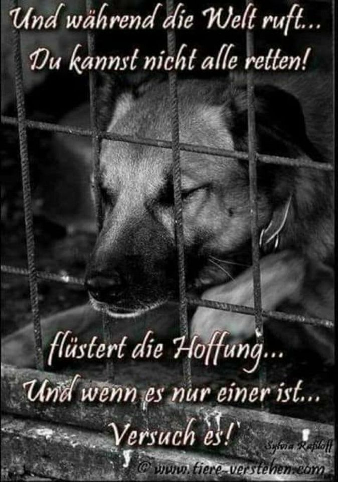 Wir suchen warme Decken,Hundebett,Hundeschalen,Futter. in Wankendorf