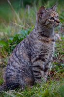 Katze vermisst! Bayern - Creußen Vorschau