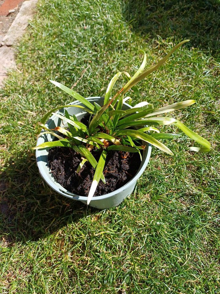 Agapanthus,  Schmucklilie in Brunsbek