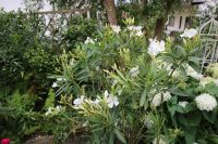 Oleander weiß blühend -noch  in andere Farben vorhanden Bayern - Uffing Vorschau