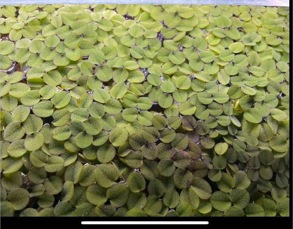 Büschelfarn Aquarium schwimmpflanze Pflanze in Werlte 